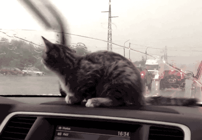 Windshield Wipers